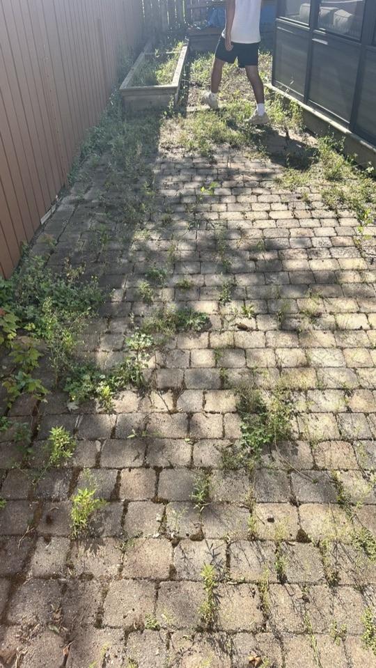 A paver walkway overgrown with weeds, before the job